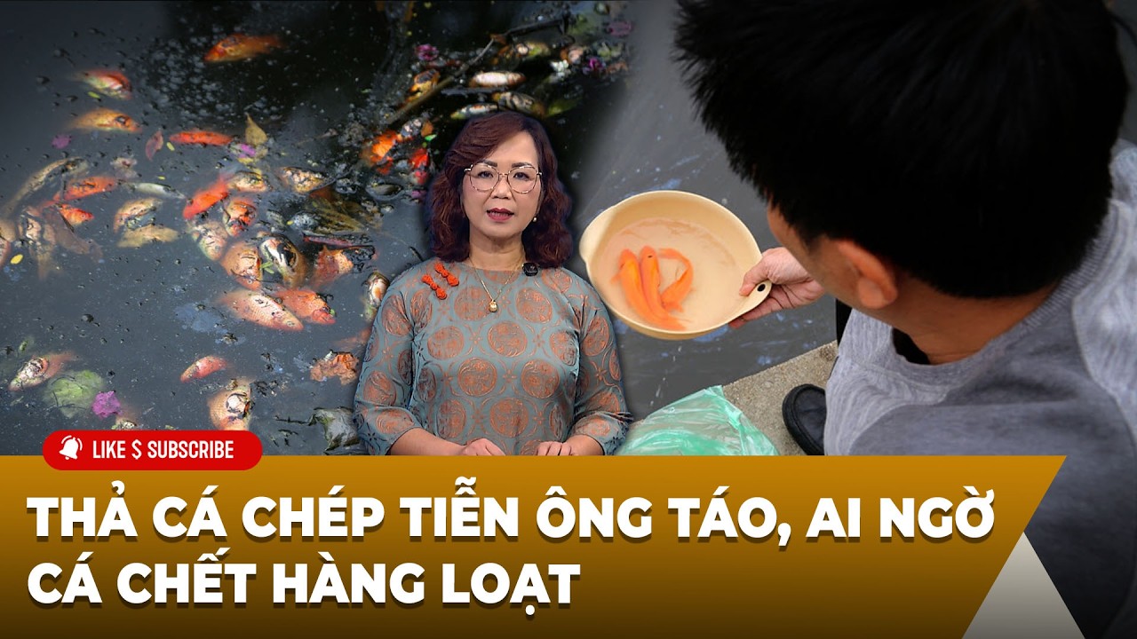 Tin Tổng Hợp LSTV P2 (02-10-2026) Thả cá chép tiễn ông Táo, ai ngờ ᴄá ᴄʜếᴛ hàng loạt