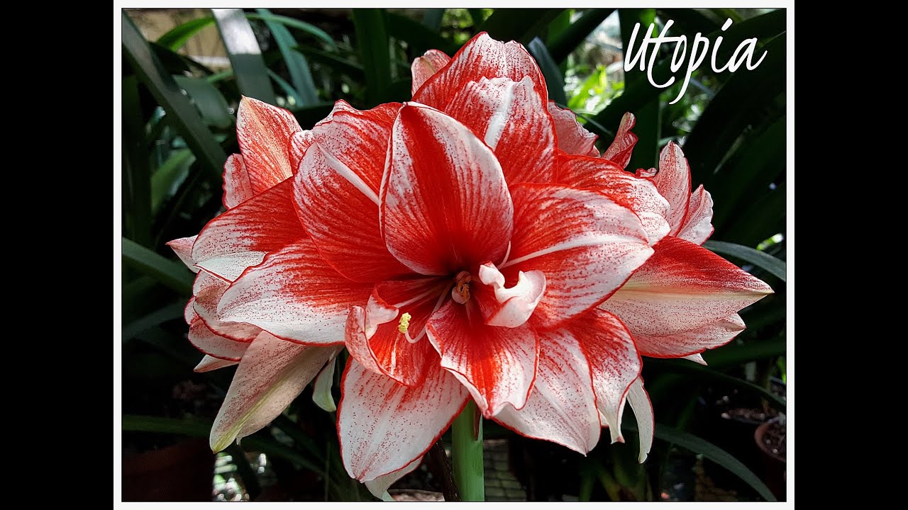 South African Amaryllis Blooms 🌺 Stunning Local Varieties in Full Flower!