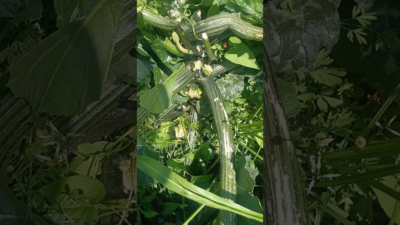 zucchine affette da virosi
