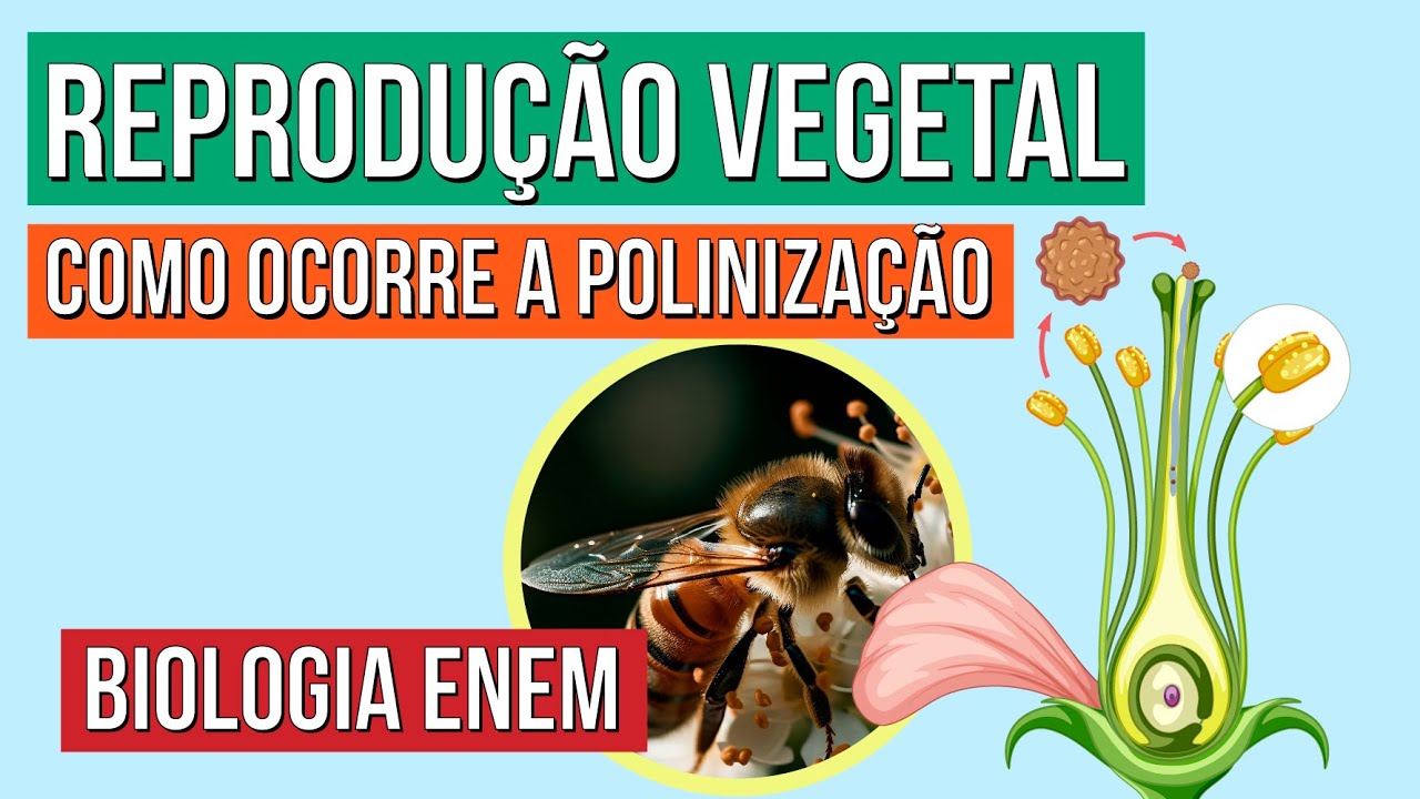 REPRODUÇÃO VEGETAL: como ocorre a polinização | Biologia para o Enem | Cláudia de Souza Aguiar