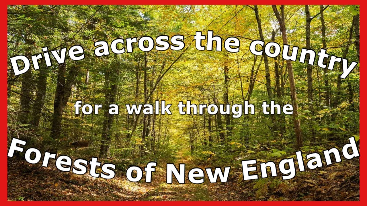 The Forests of New England