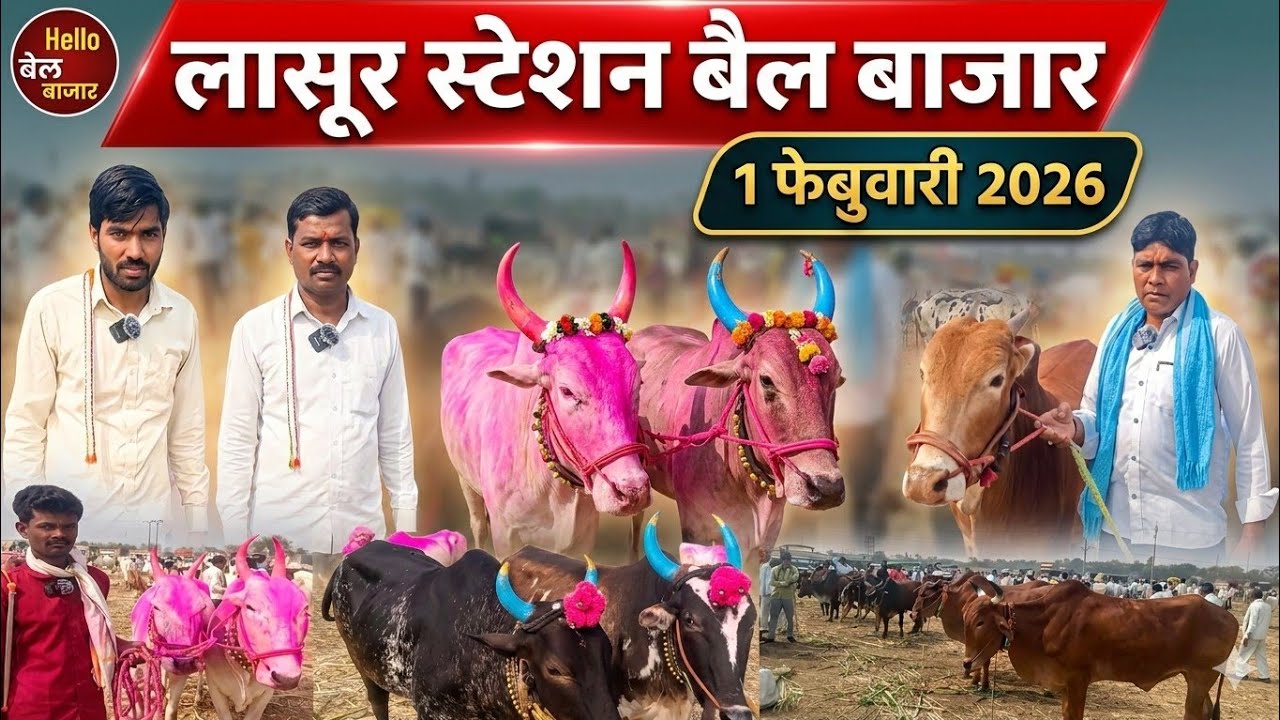 लासूर स्टेशन बैल बाजार  1 फेब्रुवारी 2026  bail bajar Lasur 