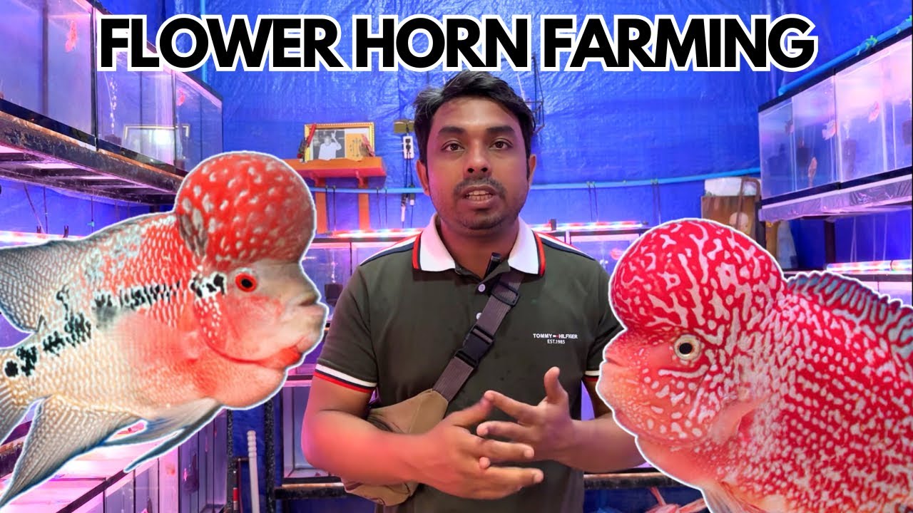 Flower Horn Fish Farming in Thailand