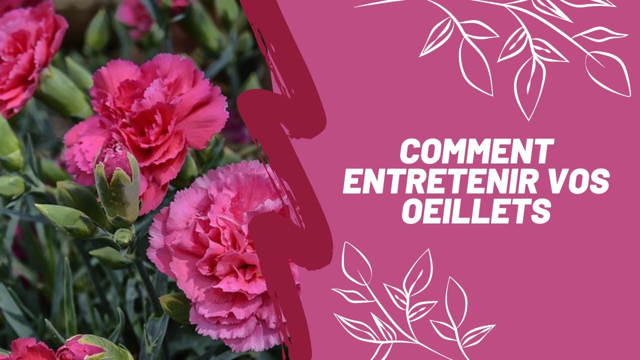 Comment entretenir vos &oelig;illets
