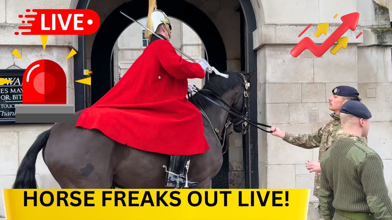 KING’S GUARD PRESSES EMERGENCY BUZZER!