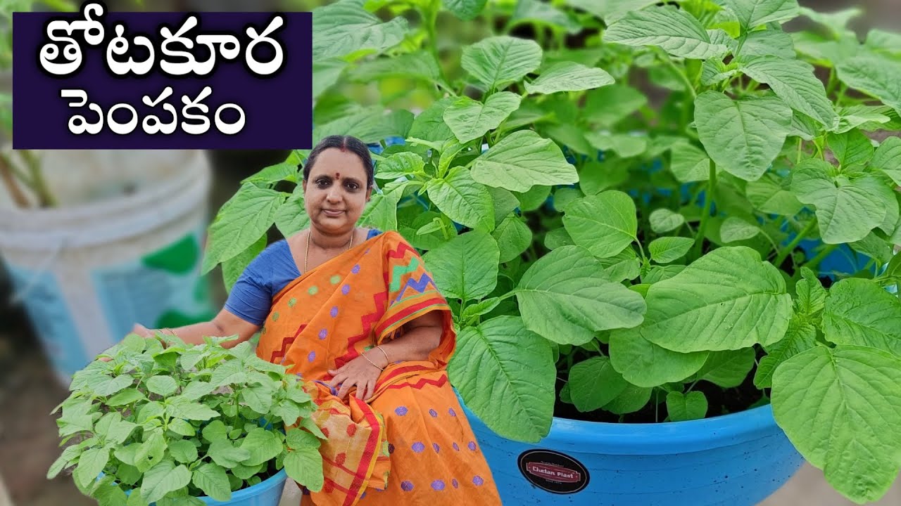 టిప్స్ తెలుసుకుంటూ thotakura harvest