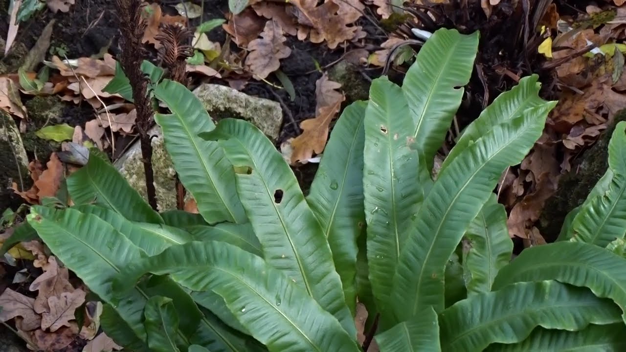 Asplenium scolopendrium L. angl. hart's-tongue fern něm. Hirschzungenfarn fr. Scolopendre