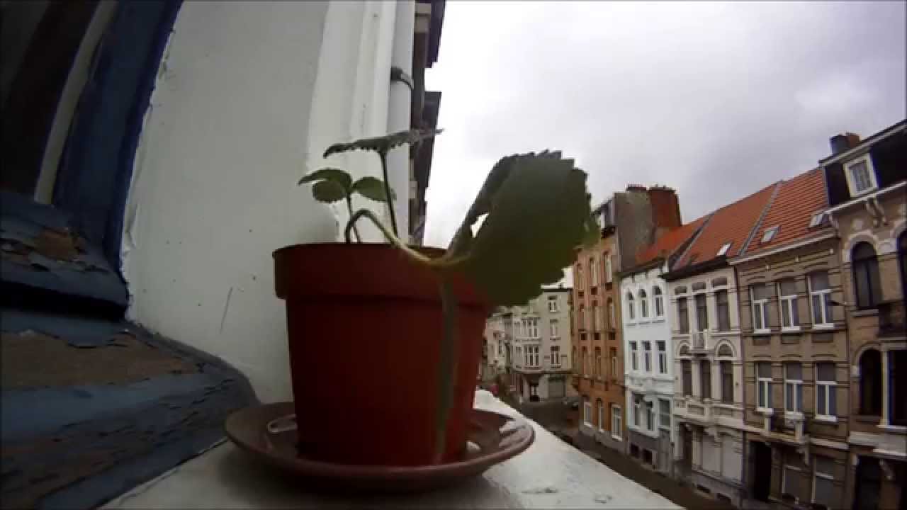 Airbezen 1: Het plantje