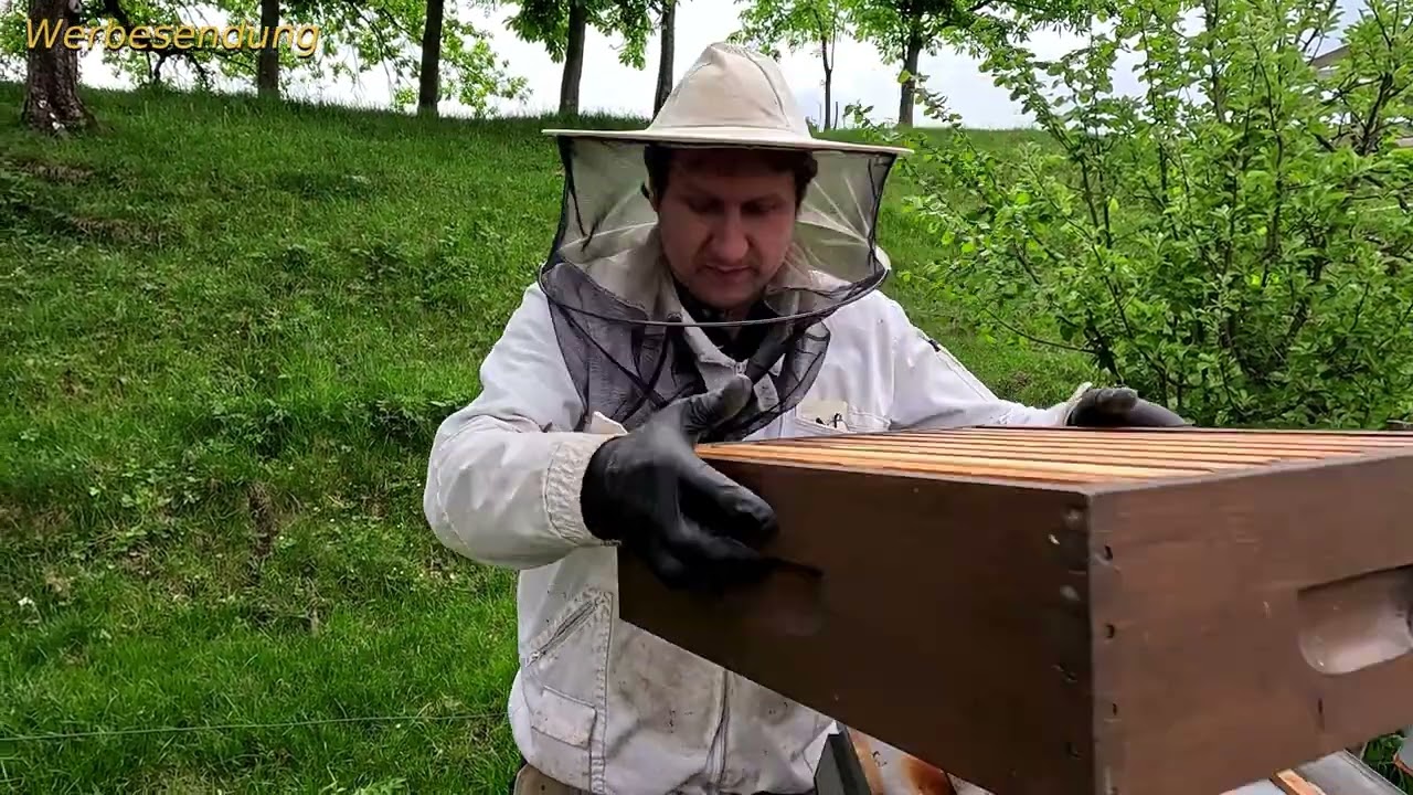 83 Zuchtsaison beginnt Umlarven