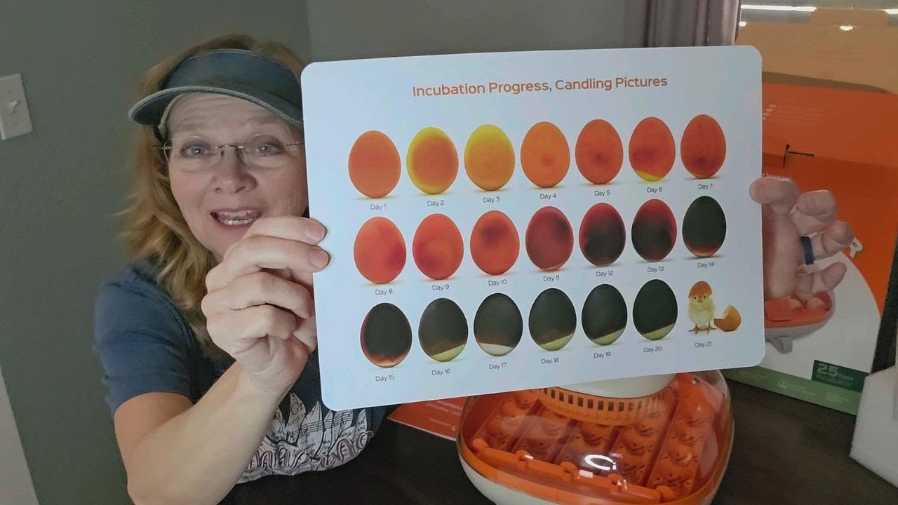 My First Time Using Mail Order Hatching Eggs - What I Learned!