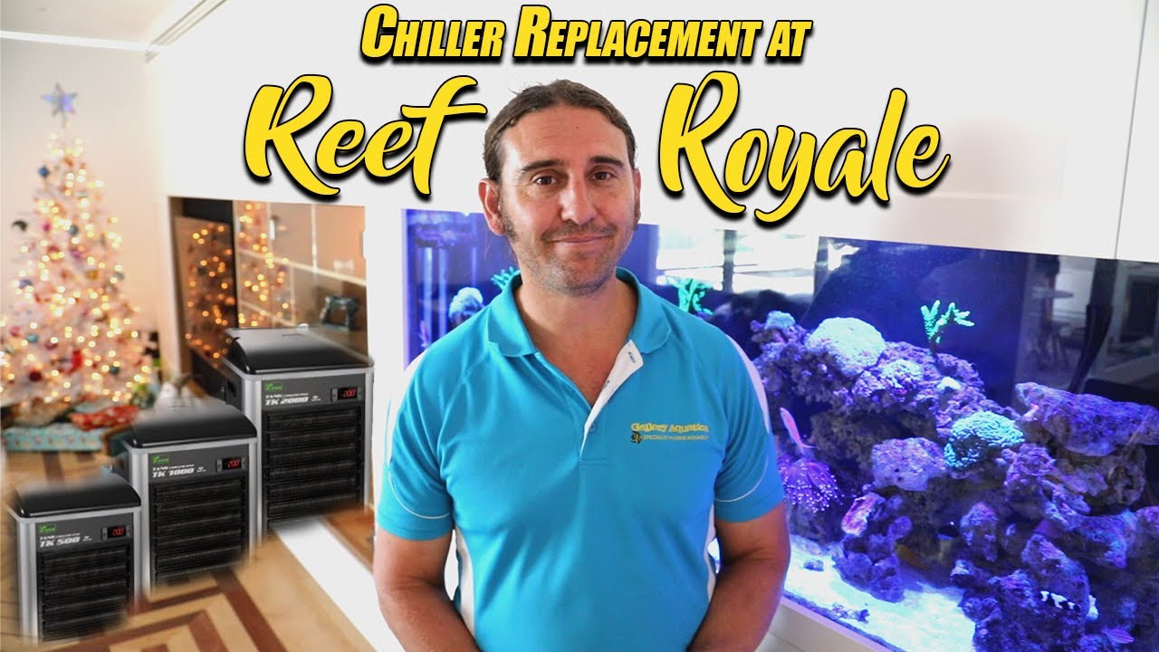 Chiller Replacement at Reef Royale --- Gallery Aquatica