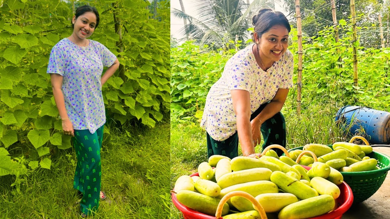 ഈ വർഷത്തെ cucumber വിളവെടുപ്പ് തുടങ്ങി |Cucumber harvest | Meghna Vincent | Trending | Agriculture 