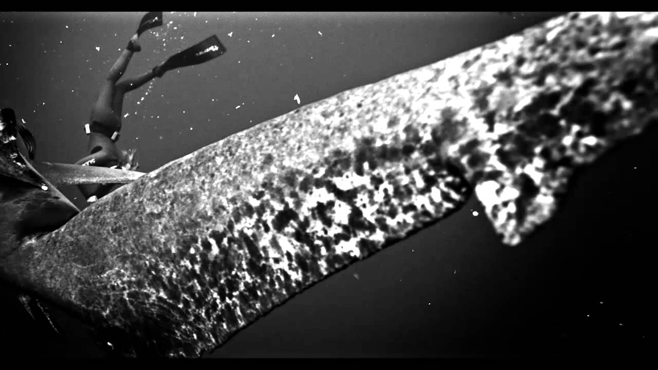 Portico - '101' feat. Joe Newman (Official Video)