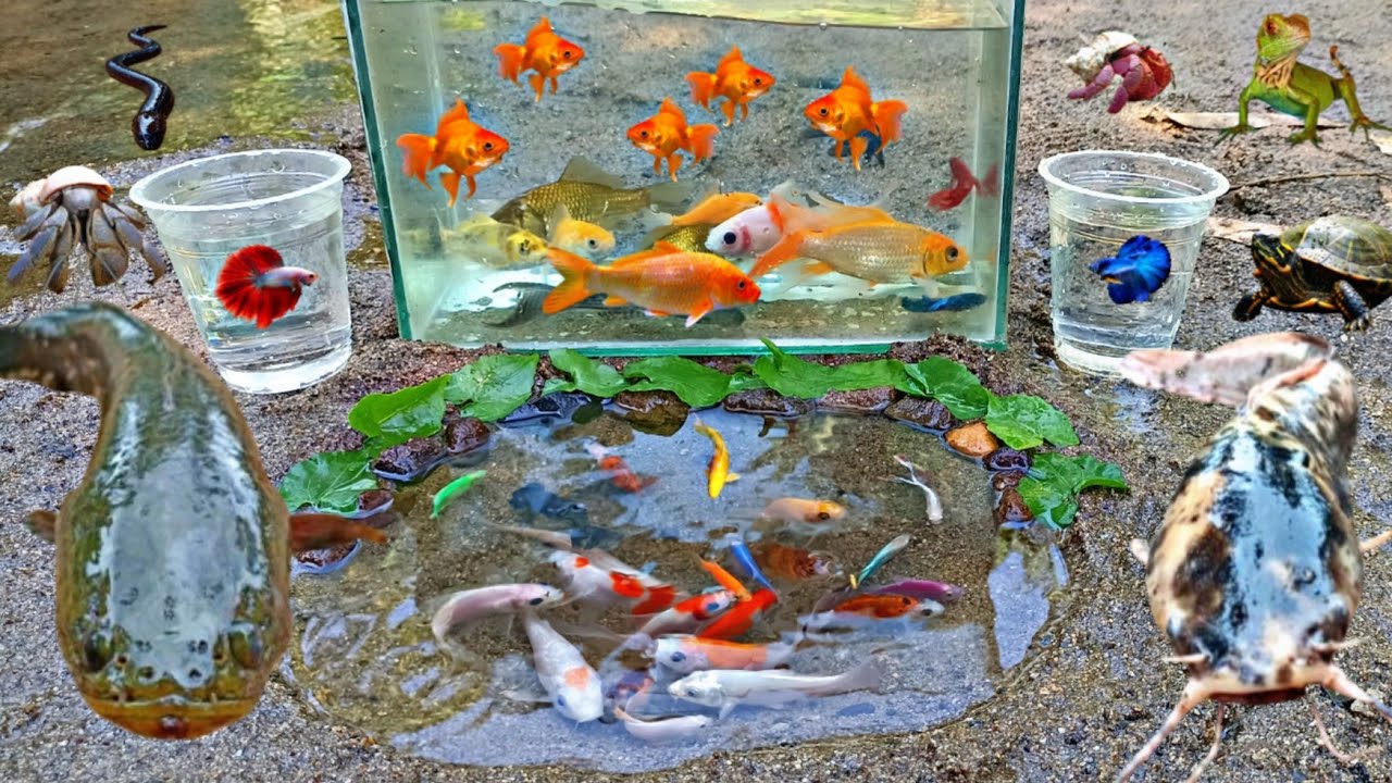 Wow Seru! Tangkap Ikan Hias Warna warni di Sungai, Ada Ikan Cupang, Ikan Lele, Belut, Iguana Hijau