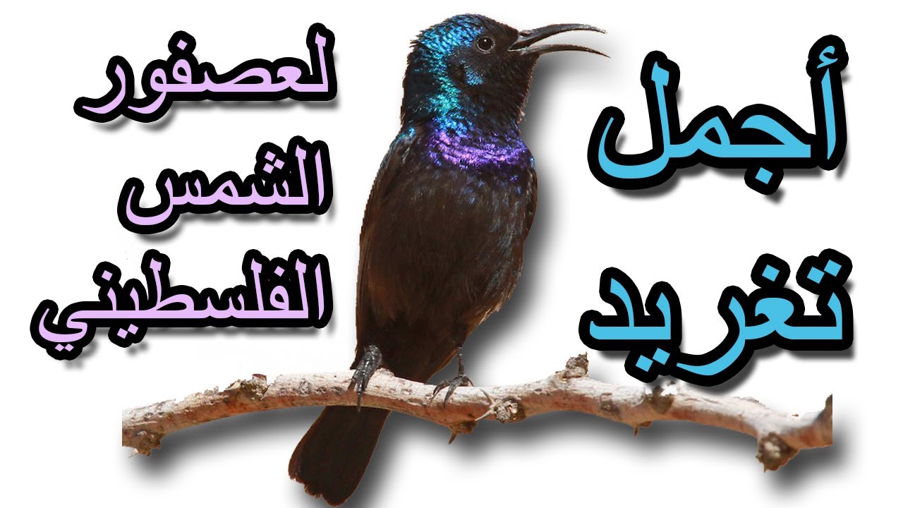 │The most beautiful twitter of the Palestinian sunbird │أجمل تغريد لعصفور الشمس │ الفلسطيني