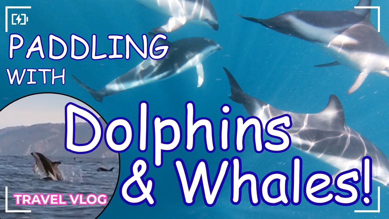 Kaikōura, New Zealand - kayaking with whales, dolphins & seals | kajakozás bálnákkal és delfinekkel