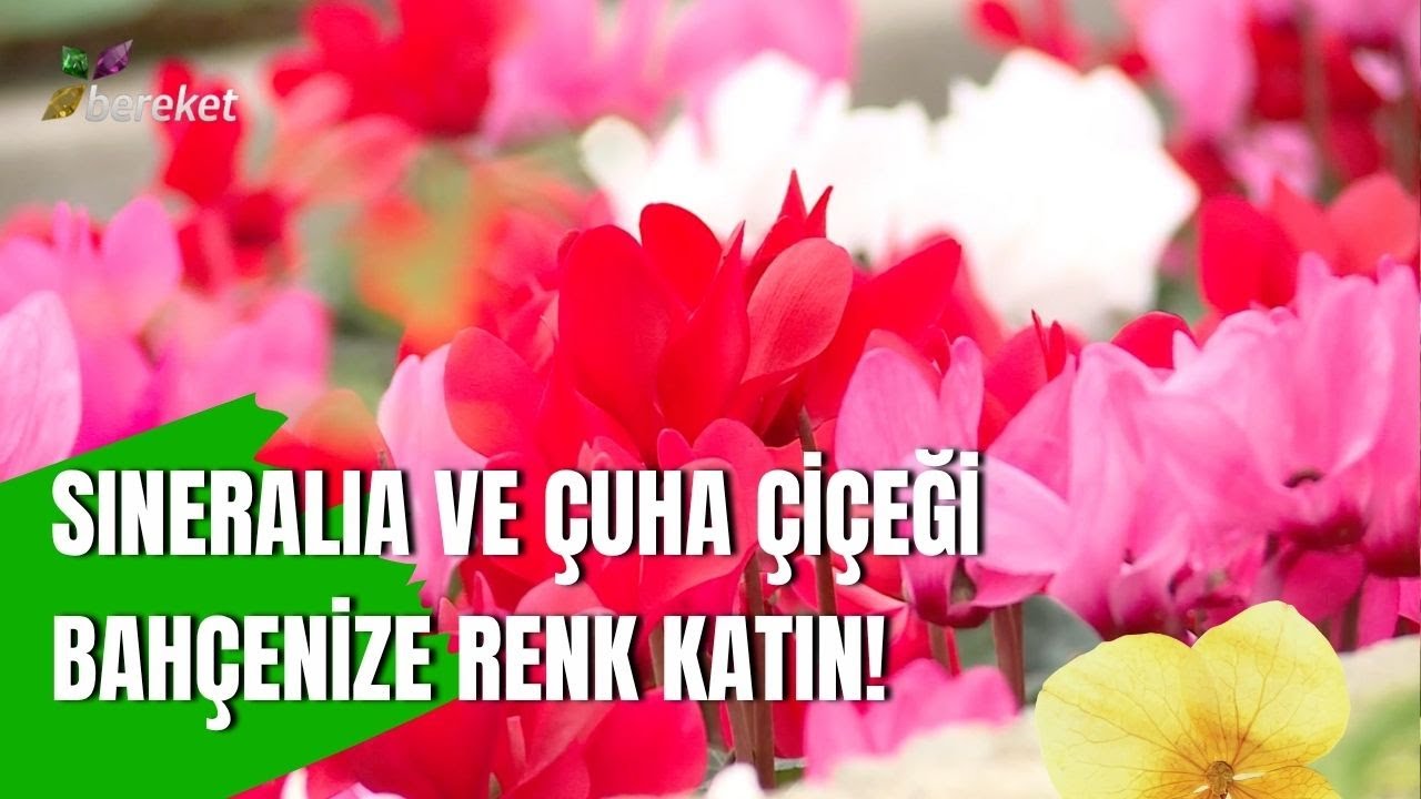 Sineralia (Cemali Güzel) & Çuha Çiçeği İçin En Etkili Yetiştirme Yöntemleri