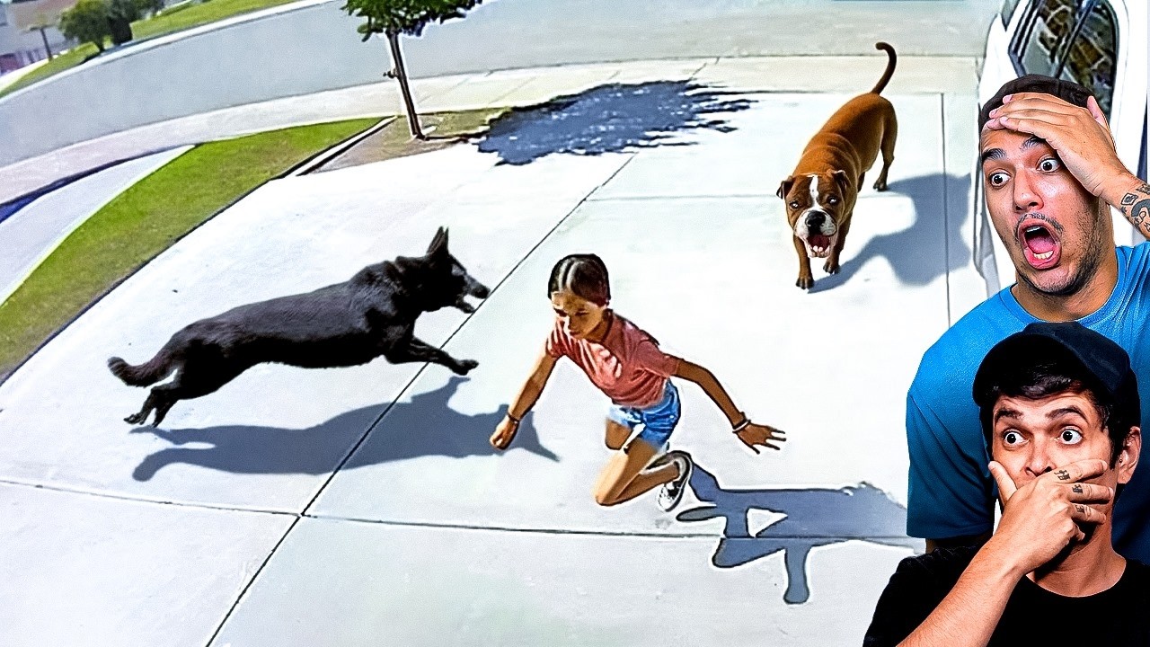 12 ANIMAIS HER&Oacute;IS que SALVARAM VIDAS HUMANAS !!