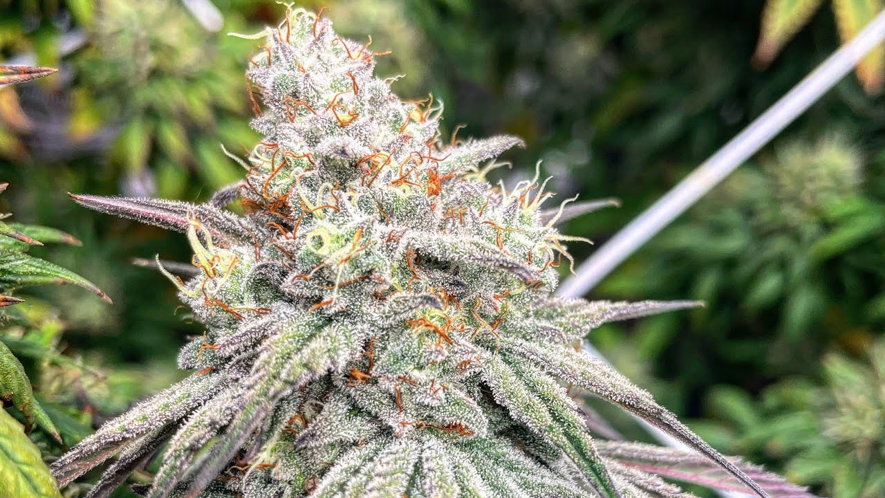 ALMOST CHOP TIME! SF-4000 Indoor Grow (Tiki Madman X Clearwater Genetics)