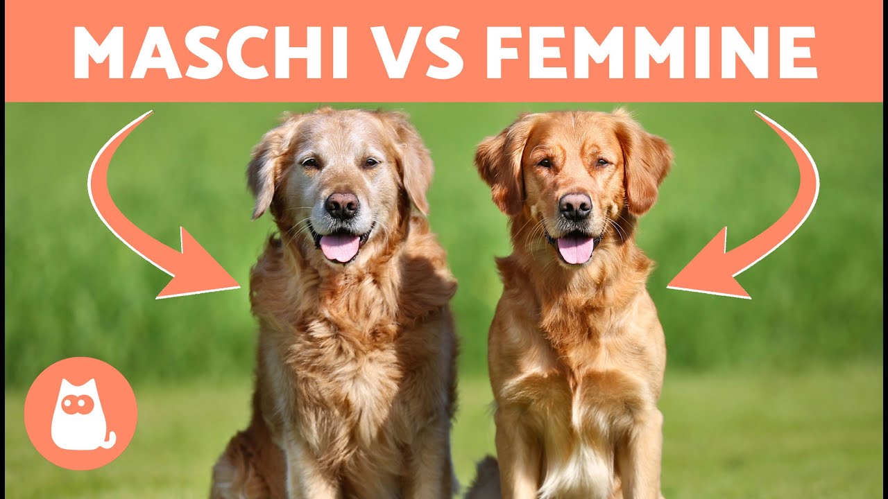 Differenze tra GOLDEN RETRIEVER Maschio e Femmina 🐶 Quale Scegliere?