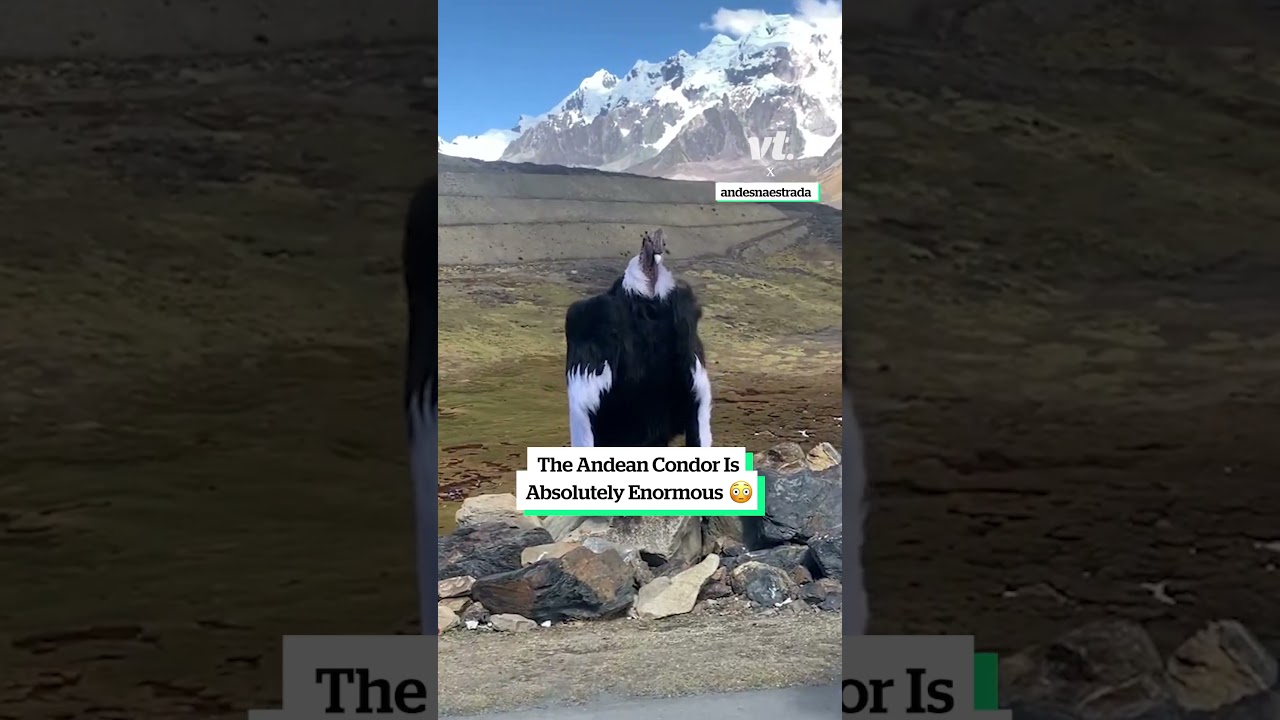 The Andean Condor is absolutely enormous 😳