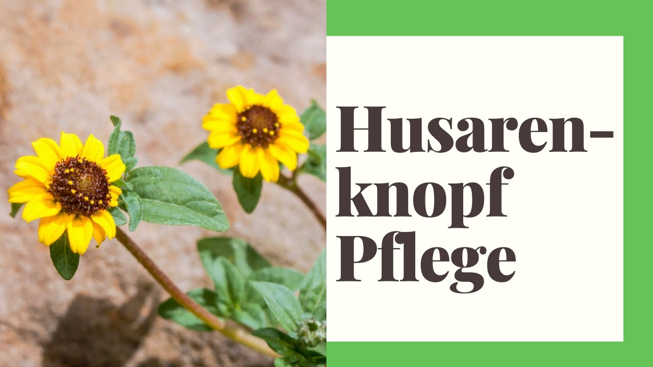 Husarenknopf Pflege, Husarenknöpfchen - Standort, richtig Gießen, Düngen, Vermehren, Schneiden