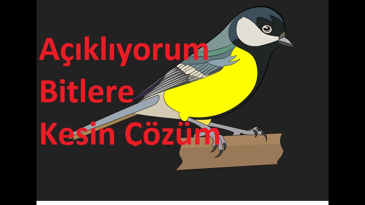 Kanaryalarda,Muhabbet Kuşlarında Bit Nasıl Yok Edilir(İsmi Saklanan O İlacı Açıklıyorum)