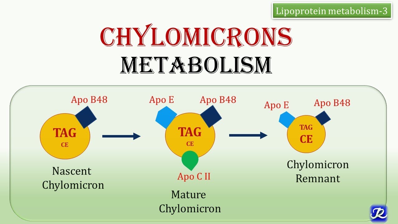 21:Chylomicrons Metabolism | Lipid Metabolism | Biochemistry | N'JOY Biochemistry