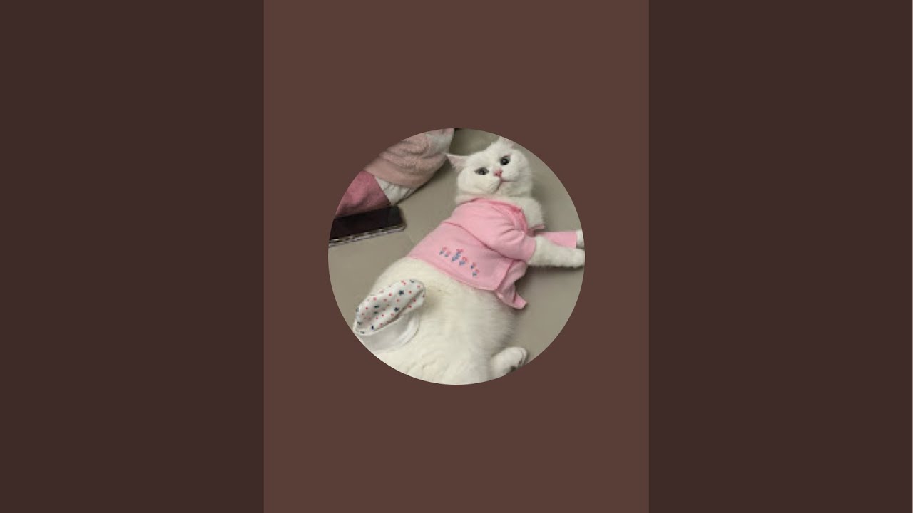 SnowMeow The Cat überträgt einen Livestream.
