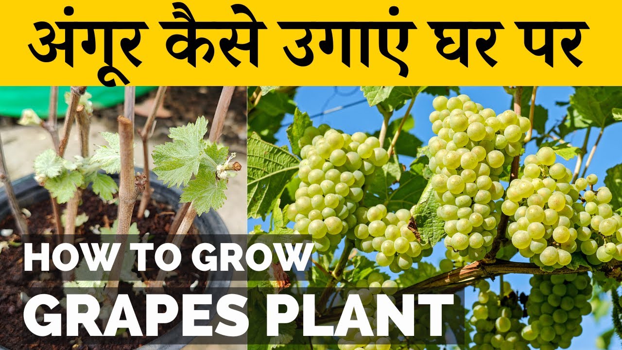 गमले में अंगूर कैसे उगाएं घर पर | How To Grow Grapes At Home | Angur Kaise Ugaye | Terrace Gardening
