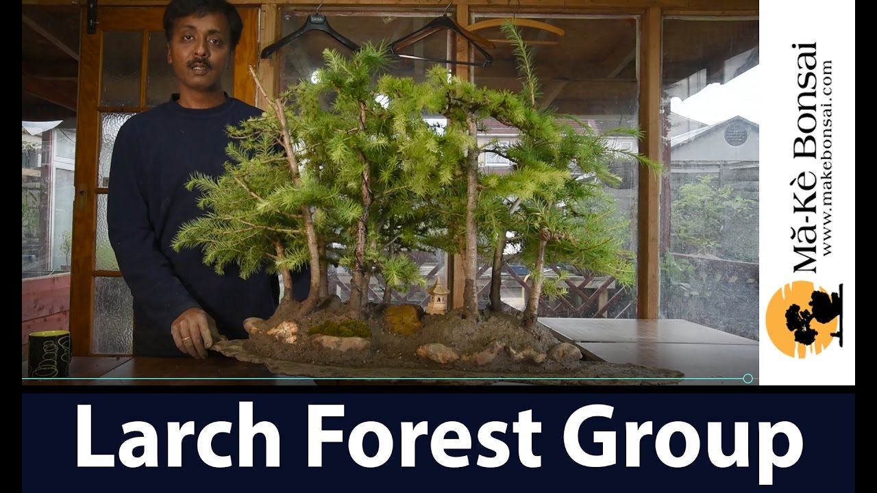 137) Larch Bonsai Forest Creation by Ravickumar at Ma-Ke Bonsai मार्क बोन्साई, London