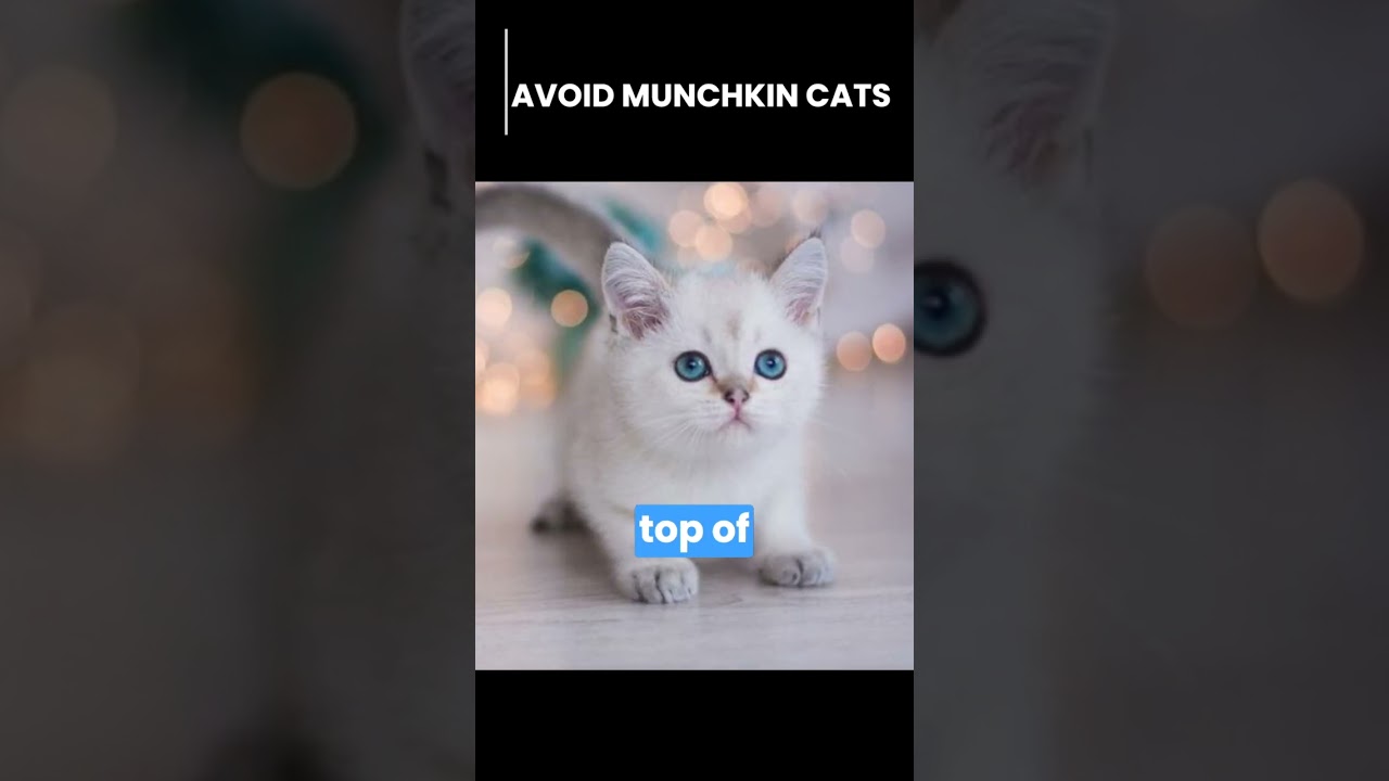 НЕ ЗАВОДИТЕ КОТА ПОРОДЫ МАНЧКИН