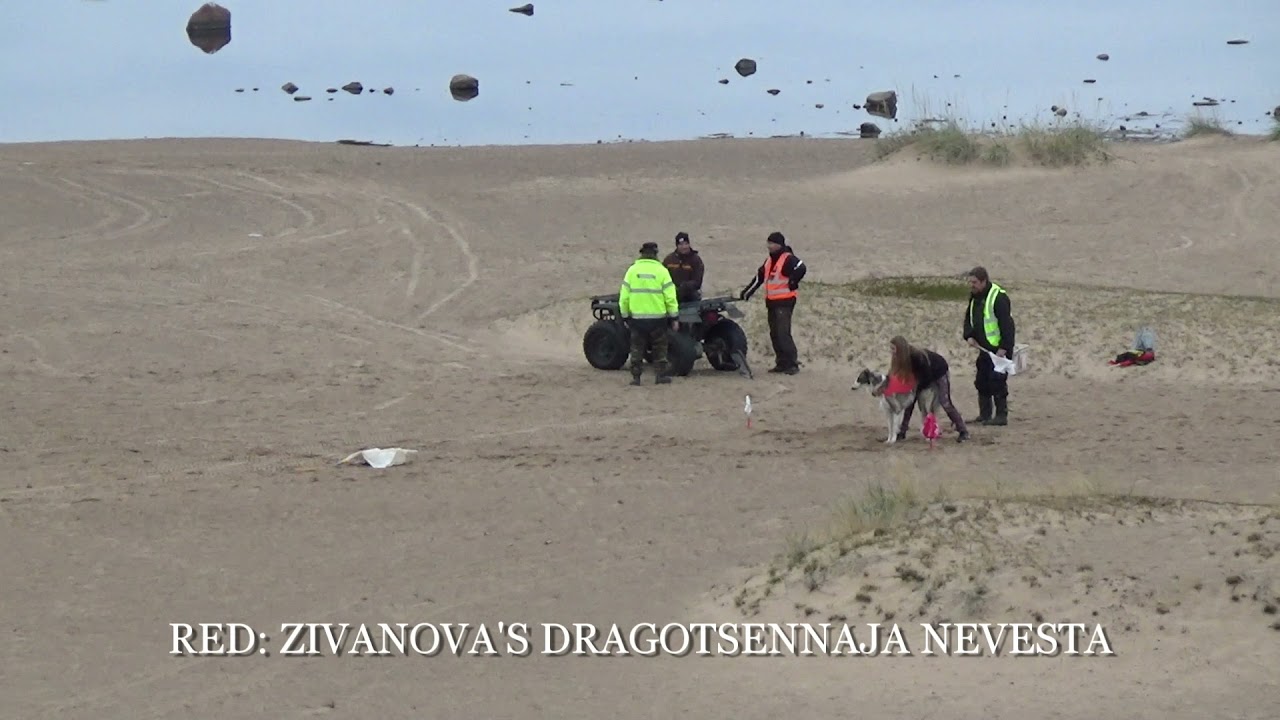 Kalajoki Lure Coursing 18.9.2021