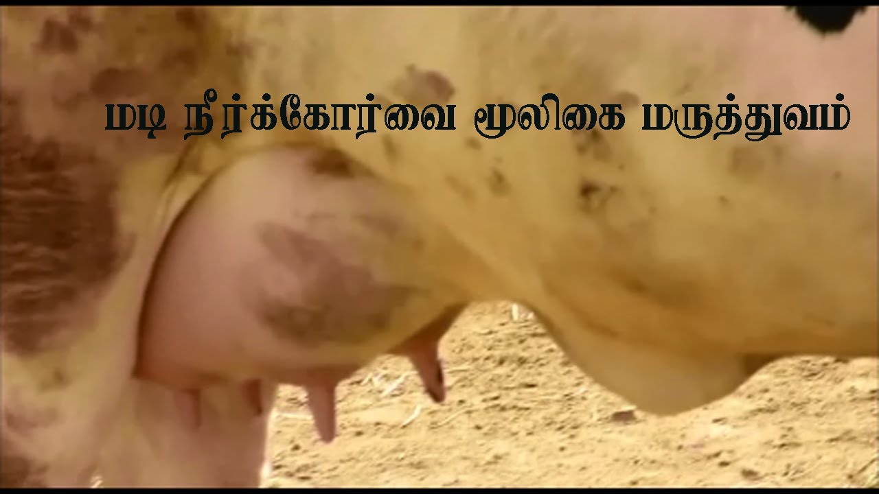 மடி நீர்கோர்வைக்கு  மூலிகை மருத்துவம் / Herbal Medicine for Udder Edema of Cows