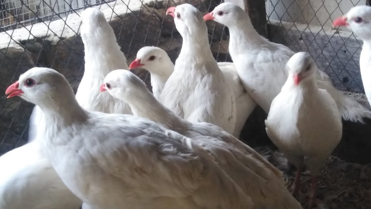 White Amracan Chakoor Dited Playing & Eggs Production Information