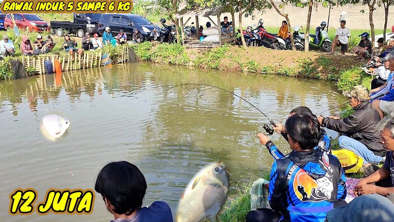 BORONGAN MANCING IDR 12 JUTA !! ANGLER MANA YANG TIDA TEGODA OLEH IKAN BABON
