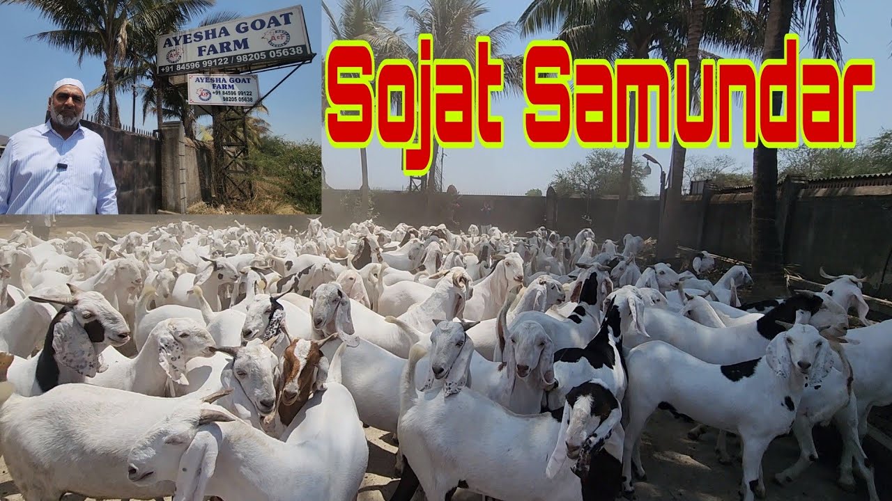 Ayesha Goat Farm 2024 Qurbani Sojat Goats | ₹600 To ₹650 Per Kg | Sojat Samundar | Ayesha Goat Farm.