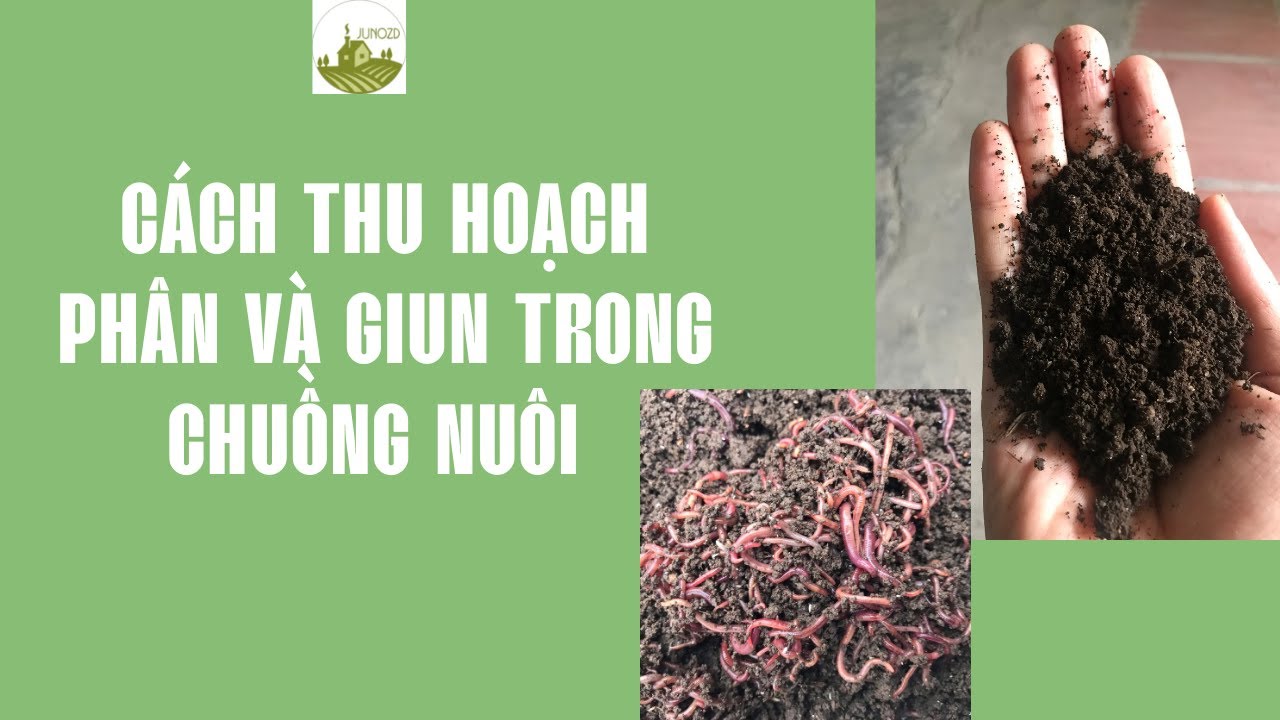 3 CÁCH THU HOẠCH GIUN QUẾ NHANH, ĐƠN GIẢN -[Phương giun-Trùn Quế Junozd]