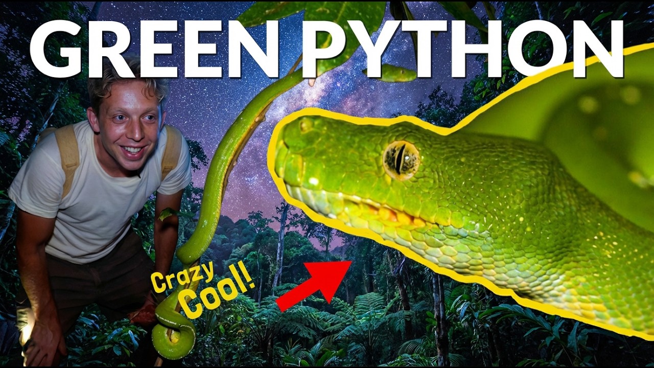 The Snake You Won't Believe is Real! ft. Green Python