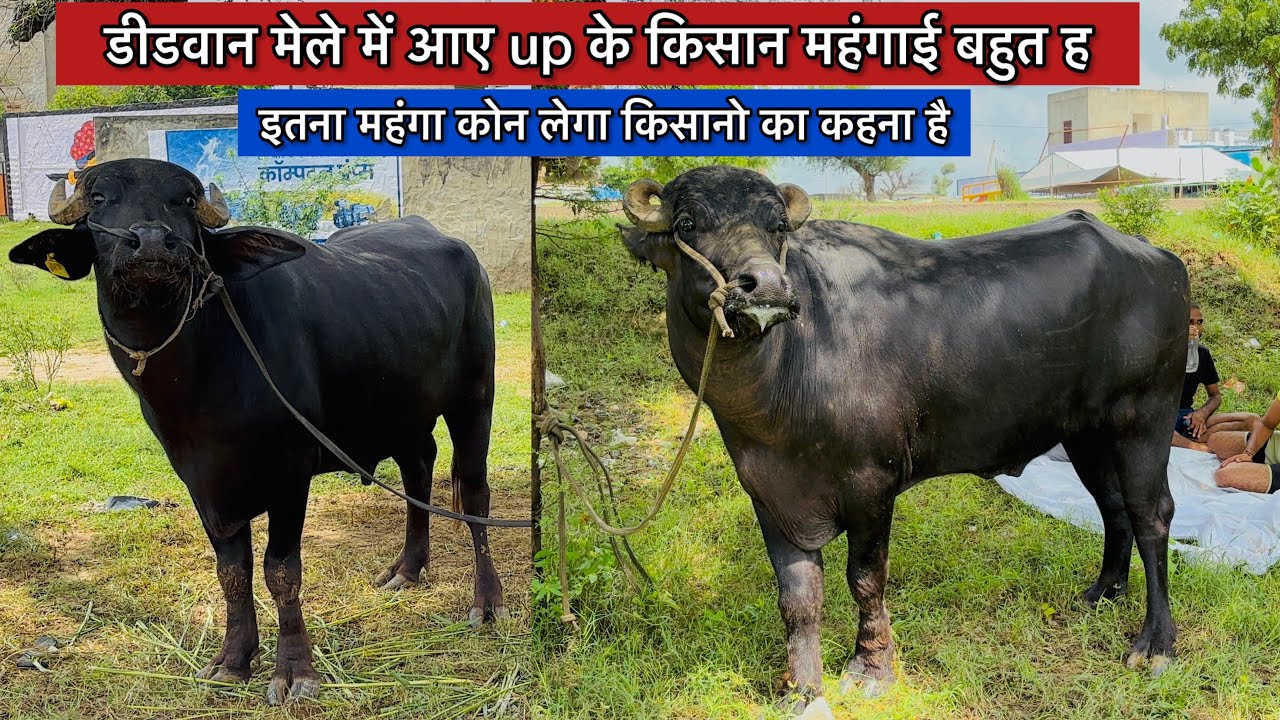 डीडवान मेले में आए up के किसान आते ही किसानो ने कहा इतना मंहगा कोन लेगा इसे बढ़िया पीट से ले लेंगे !