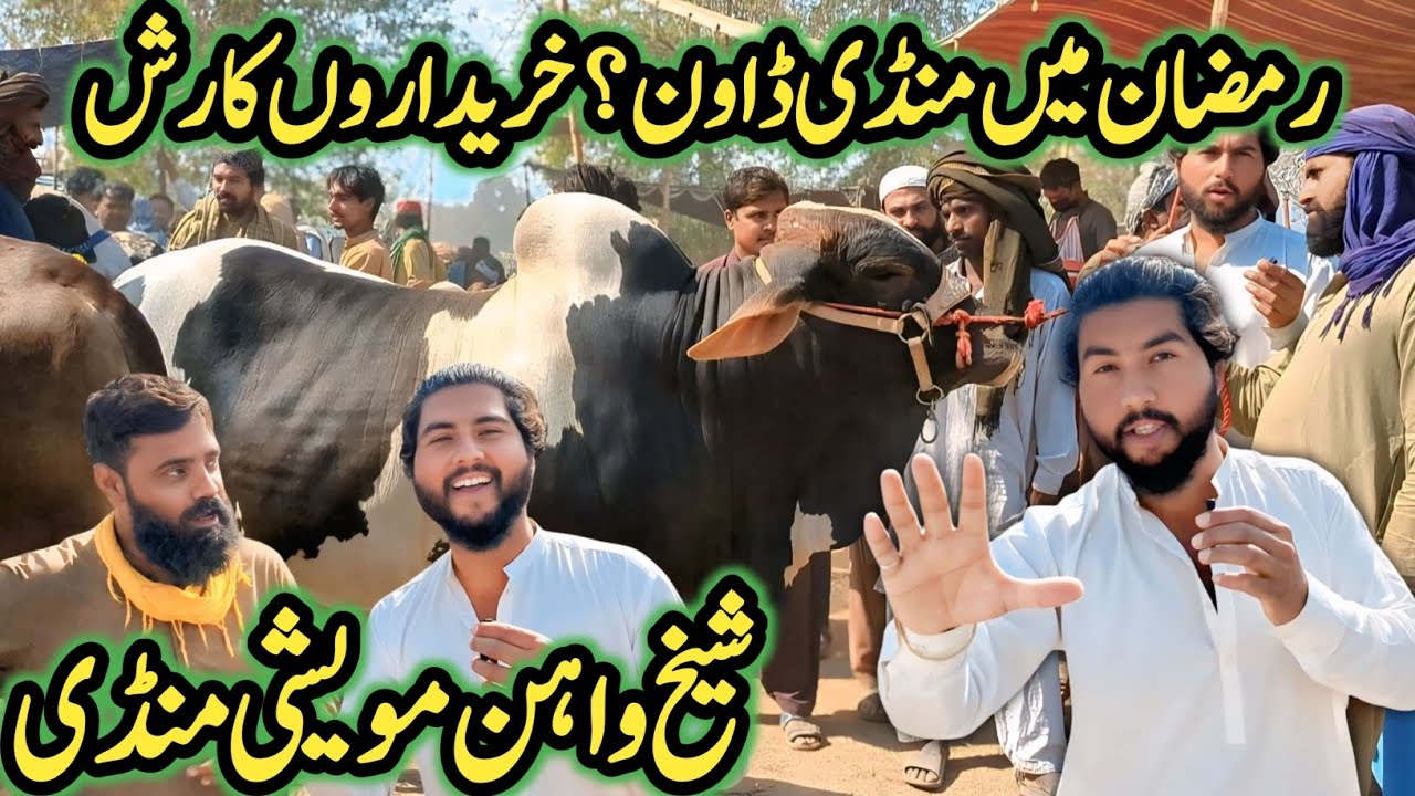 Sheikhwahan Cow Market 2025 🐄🔥 | Top Breeds & Prices 💵 | Biggest Mandi in Pakistan 🇵🇰