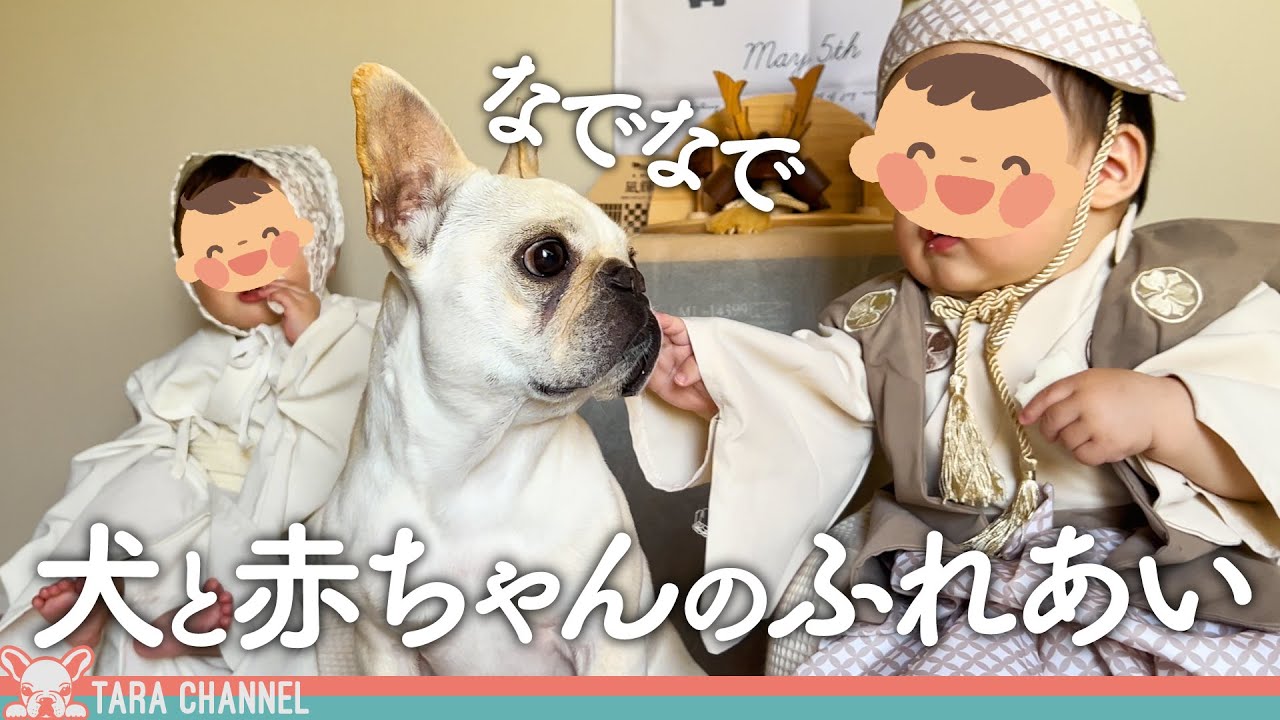 心が通ってきた犬と双子赤ちゃんの優しい世界【フレンチブルドッグ】