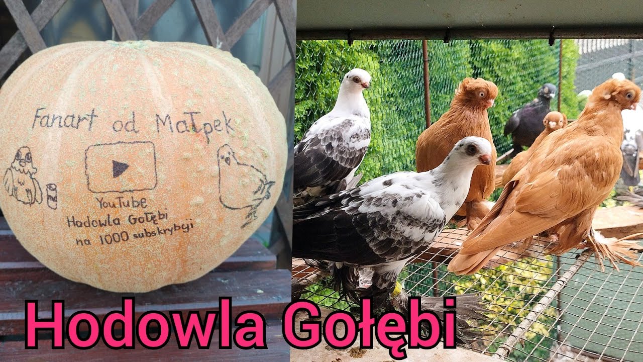 Aktualizacja stanu hodowli gołębi ozdobnych 🕊️