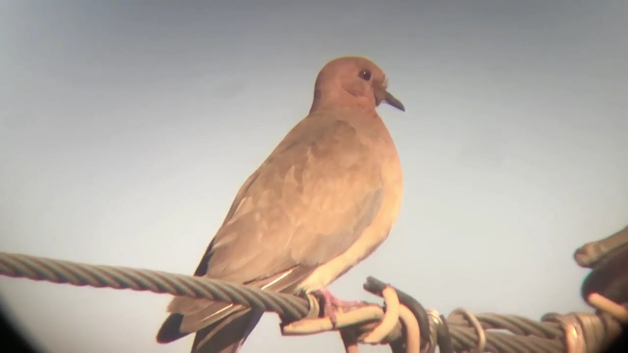 Laughing dove
