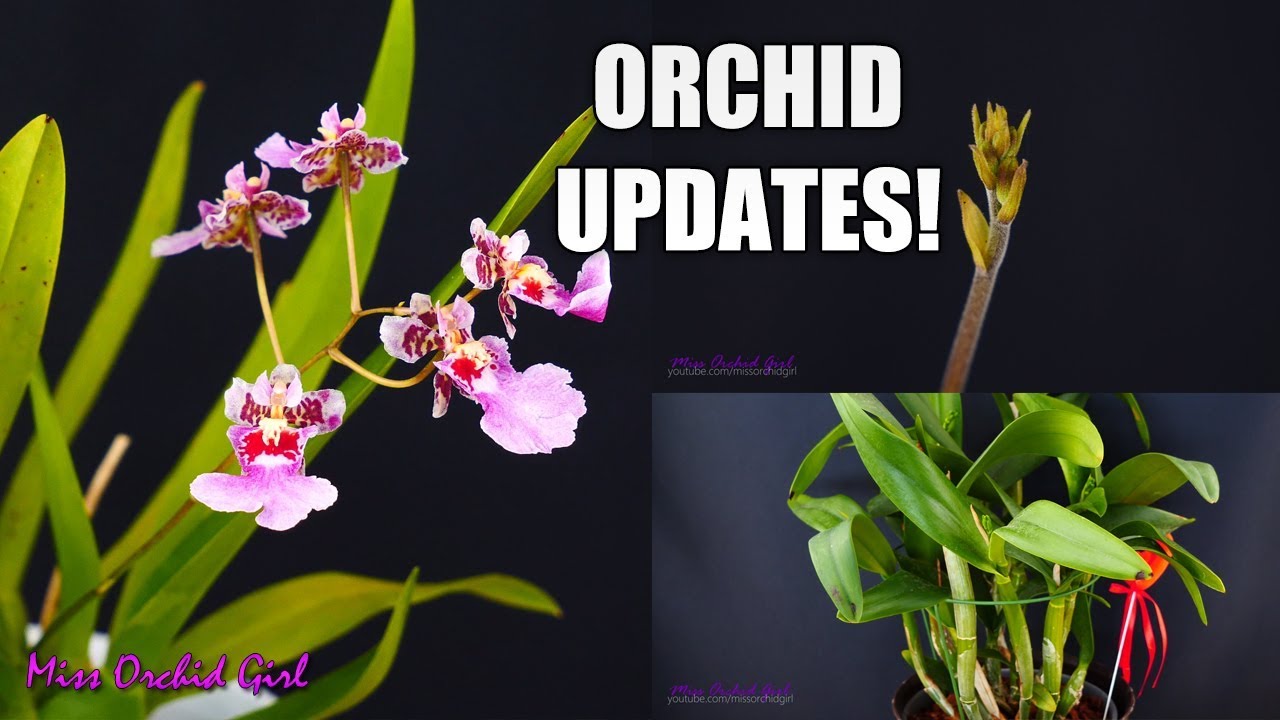 Orchid Updates - Spathoglottis, Mystery Orchids, Vanda Mimi Palmer & more!