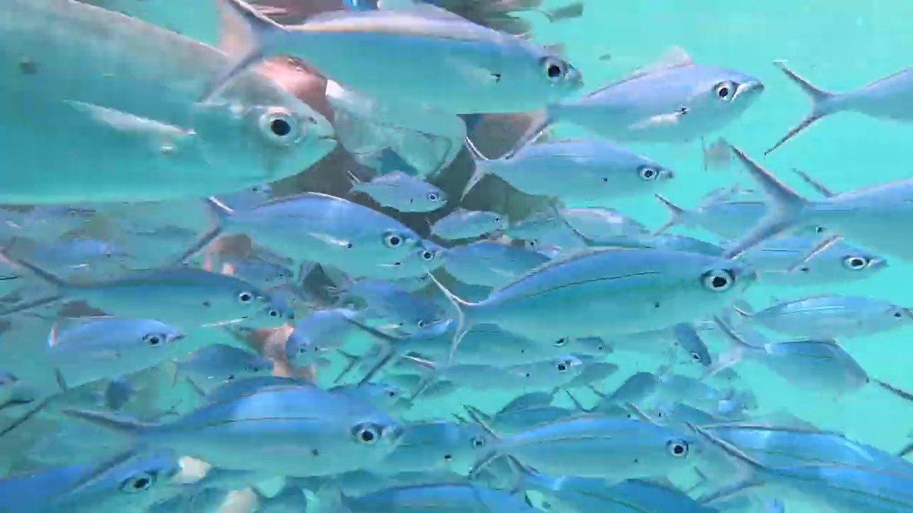Amazing Underwater World, Maldives