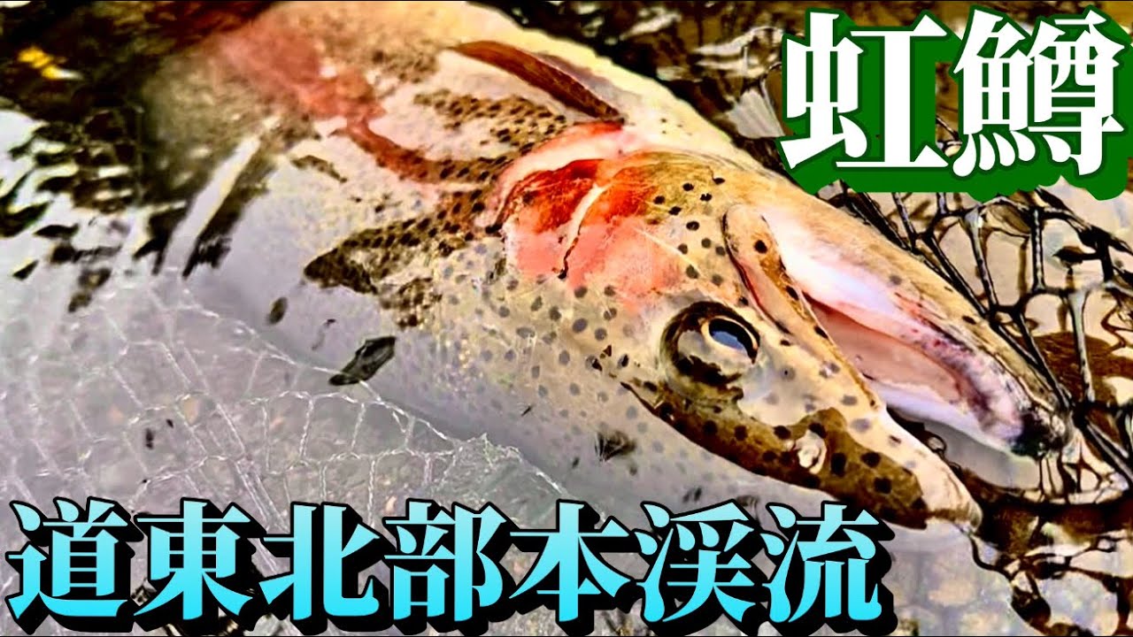 【本流ニジマス】渇水の人気激戦河川で美しきネイティブレインボーを･･･
