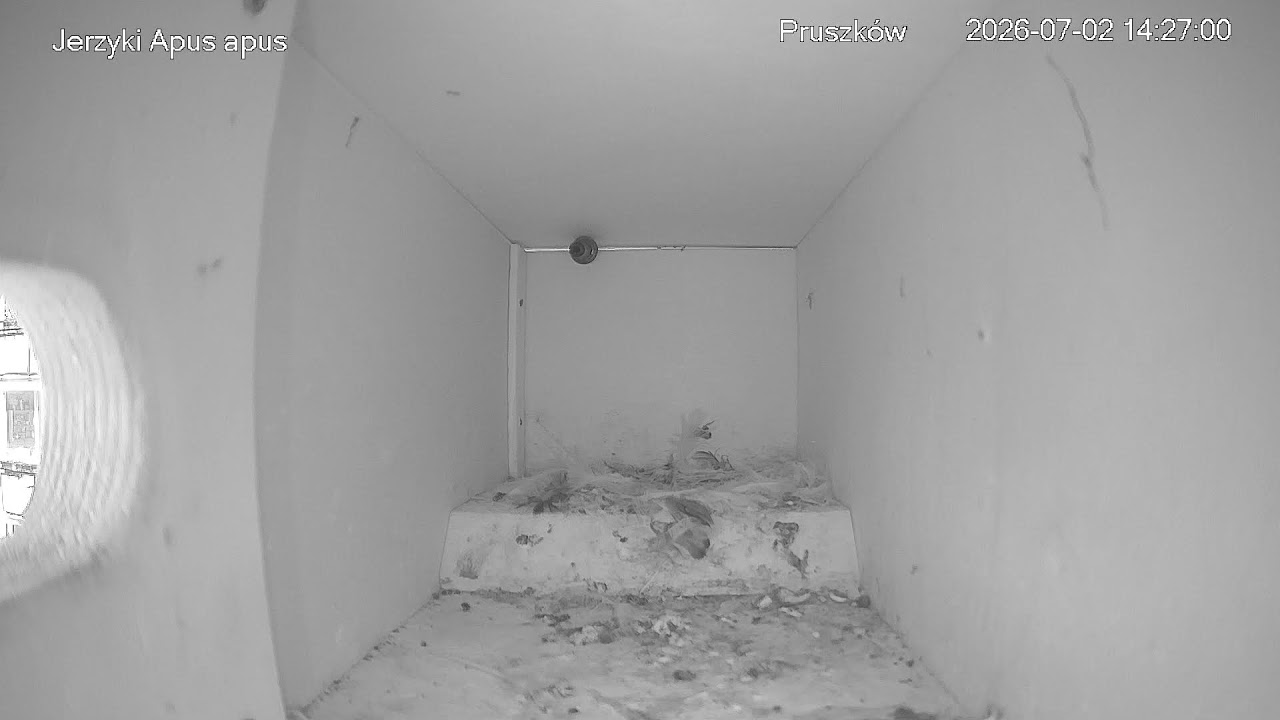 Jerzyki Apus apus (Common Swift) &ndash; transmisja na żywo z Pruszkowa