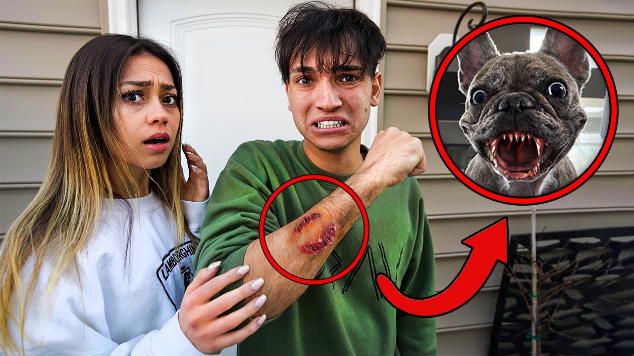 HELP! My Dog BIT My Boyfriend!
