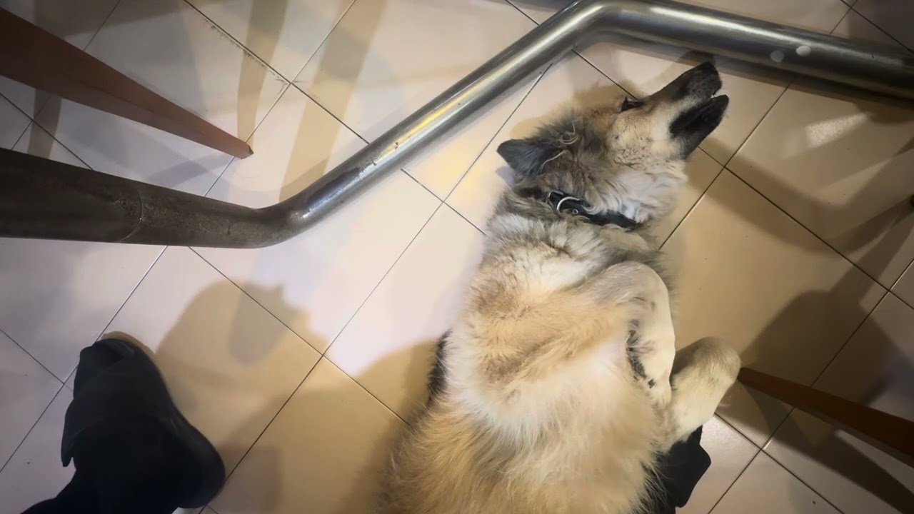 Cuddles time with Yuki! ❤️